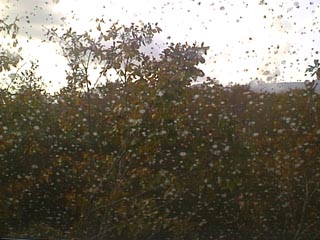 �i�L�j�T�C�h2F�V���~�D-1